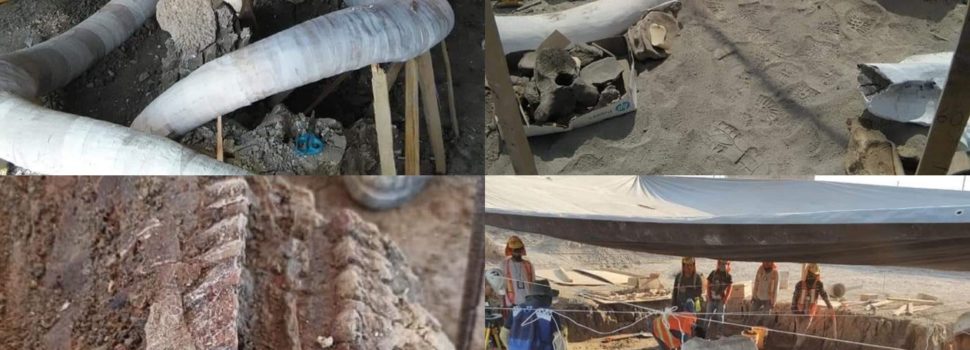 Hasta ahora han sido hallados restos de 60 mamuts en aeropuerto de Santa Lucía