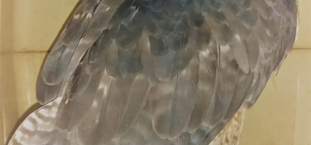 En Yucatán solo se han rescatado 17 ejemplares de especies en riesgo: Profepa
