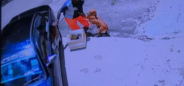 Perrita enferma con cachorros se aferra a su dueño para que no la abandone