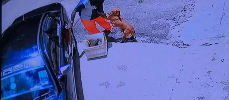 Perrita enferma con cachorros se aferra a su dueño para que no la abandone
