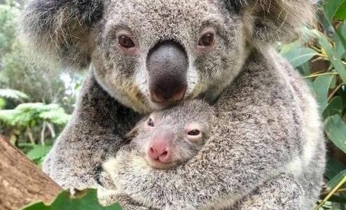 Nace el primer koala, después de los incendios en Australia