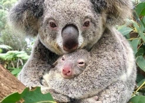 Nace el primer koala, después de los incendios en Australia