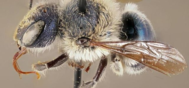 Increíbles abejas azules que se creían extintas reaparecen en Estados Unidos