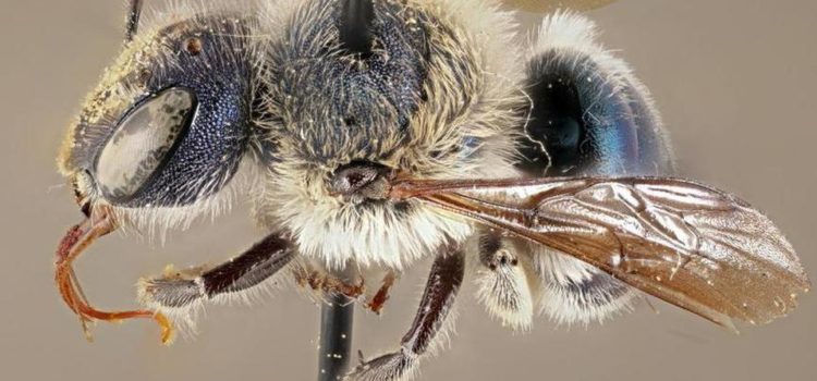 Increíbles abejas azules que se creían extintas reaparecen en Estados Unidos