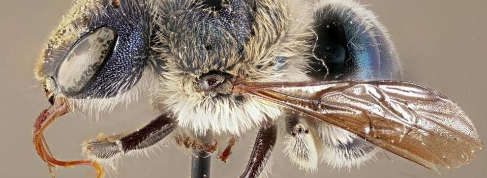 Increíbles abejas azules que se creían extintas reaparecen en Estados Unidos