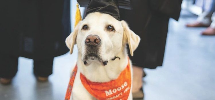 Perrito de terapia recibe doctorado por universidad de Estados Unidos