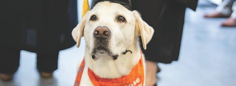 Perrito de terapia recibe doctorado por universidad de Estados Unidos