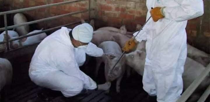 Descubren virus de gripe porcina en China que puede infectar a humanos