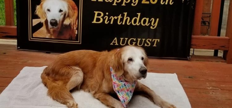 Perro August cumple 20 años; se convierte en el Golden Retriever más longevo