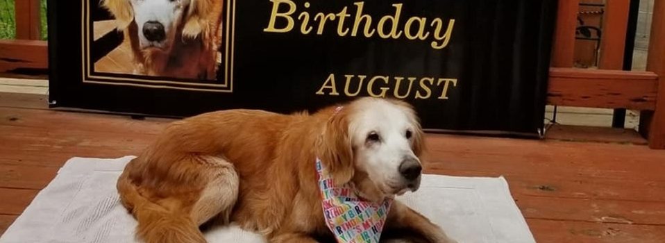 Perro August cumple 20 años; se convierte en el Golden Retriever más longevo