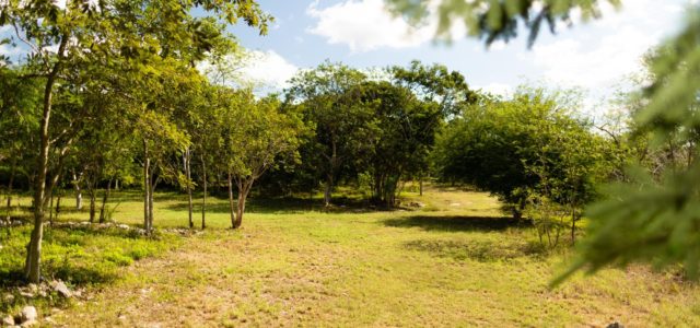 Reserva Cuxtal pide consulta pública para que en sus terrenos pase el Tren Maya