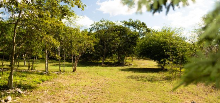 Reserva Cuxtal pide consulta pública para que en sus terrenos pase el Tren Maya