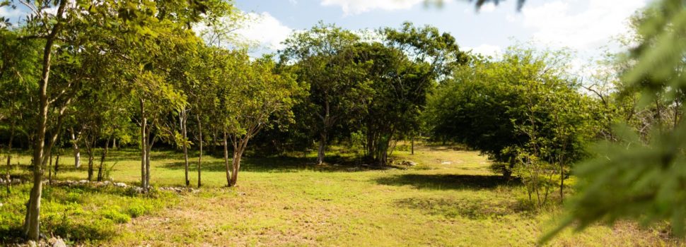 Reserva Cuxtal pide consulta pública para que en sus terrenos pase el Tren Maya