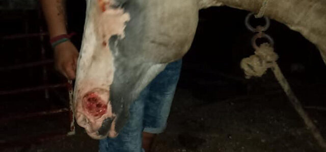 Nuevo maltrato animal en Tekax se difunde en redes