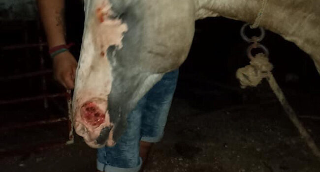 Nuevo maltrato animal en Tekax se difunde en redes