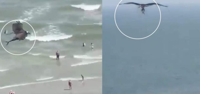 Águila pescadora captura a tiburón y escapa con él entre sus filosas garras