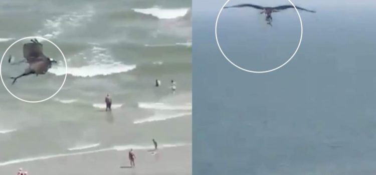 Águila pescadora captura a tiburón y escapa con él entre sus filosas garras