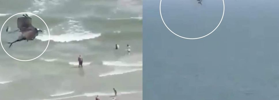 Águila pescadora captura a tiburón y escapa con él entre sus filosas garras