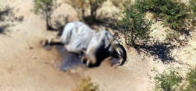 Muerte de 275 elefantes en África prende alarmas