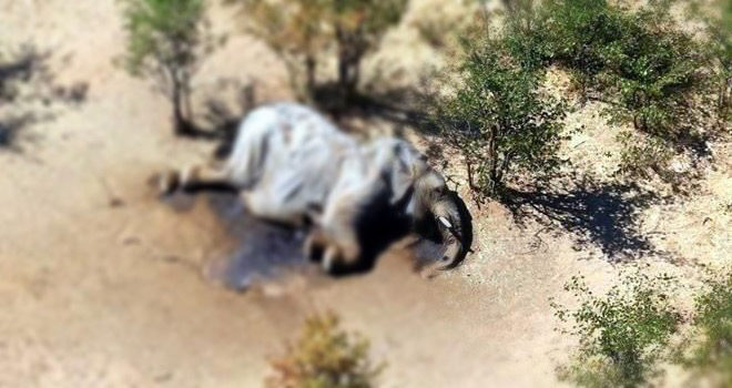 Muerte de 275 elefantes en África prende alarmas