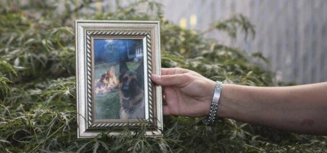 Muere en New York el primer perro positivo con Covid 19