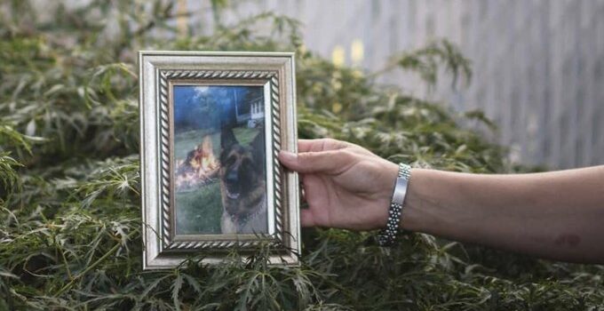Muere en New York el primer perro positivo con Covid 19