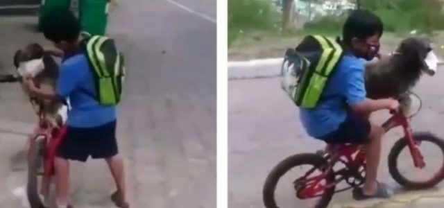 Niño le pone cubrebocas a su perro que lo acompaña a la tienda y se hace viral