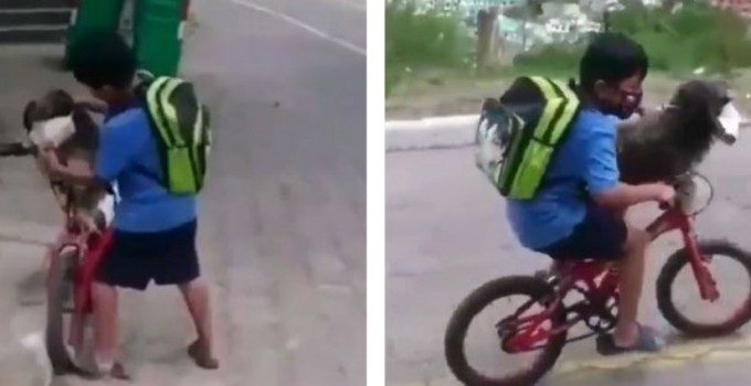 Niño le pone cubrebocas a su perro que lo acompaña a la tienda y se hace viral