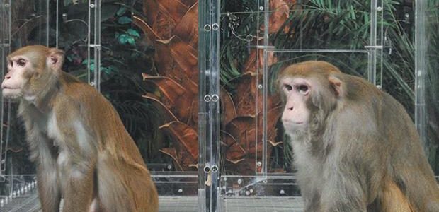 Monos infectados con el Coronavirus desarrollan inmunidad a corto plazo