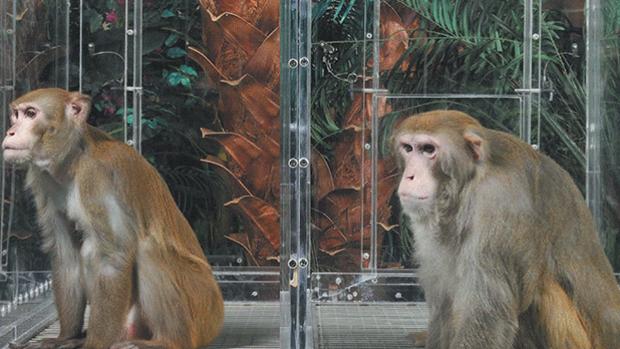 Monos infectados con el Coronavirus desarrollan inmunidad a corto plazo