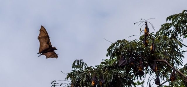 Conoce el increíble zorro volador, el murciélago más grande del mundo