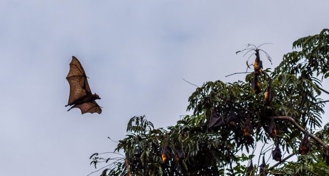 Conoce el increíble zorro volador, el murciélago más grande del mundo