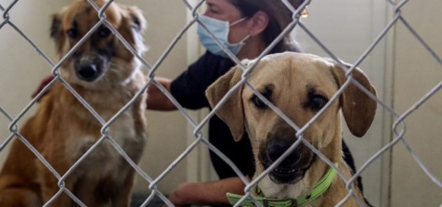 Perrito dio positivo a Coronavirus y tuvo que ser sacrificado por su gravedad