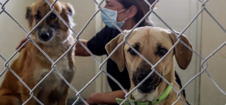 Perrito dio positivo a Coronavirus y tuvo que ser sacrificado por su gravedad