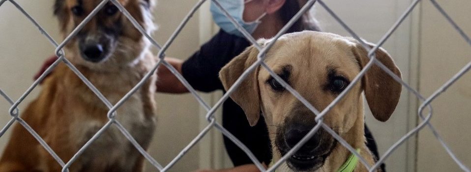 Perrito dio positivo a Coronavirus y tuvo que ser sacrificado por su gravedad