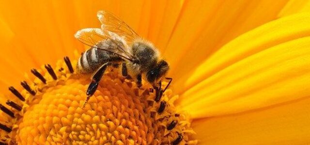 Estudio revela que veneno de abejas ayuda a atacar células de cáncer de mama