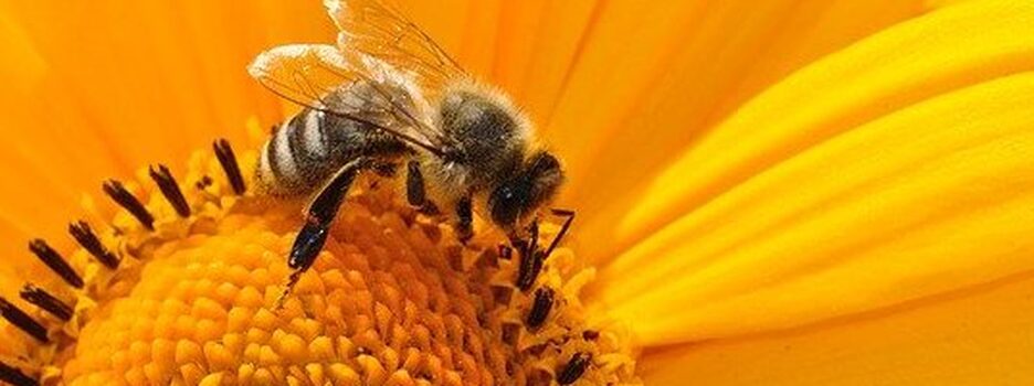 Estudio revela que veneno de abejas ayuda a atacar células de cáncer de mama