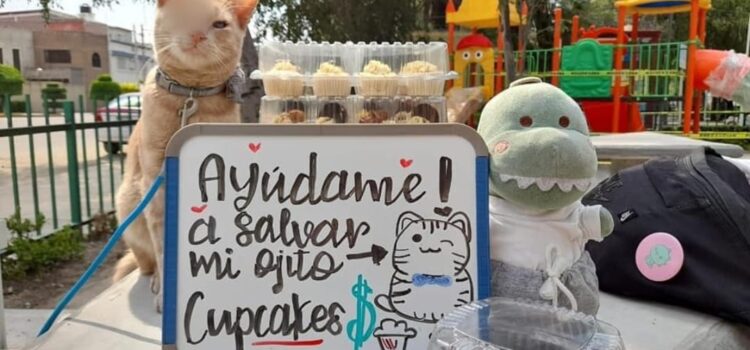 Este gatito vende cupcakes para pagar su operación