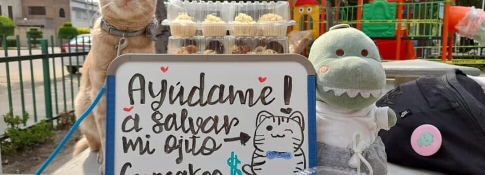 Este gatito vende cupcakes para pagar su operación