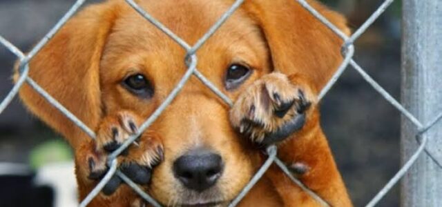 Buscan firmas para reformas a ley contra maltrato animal