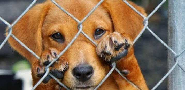 Buscan firmas para reformas a ley contra maltrato animal