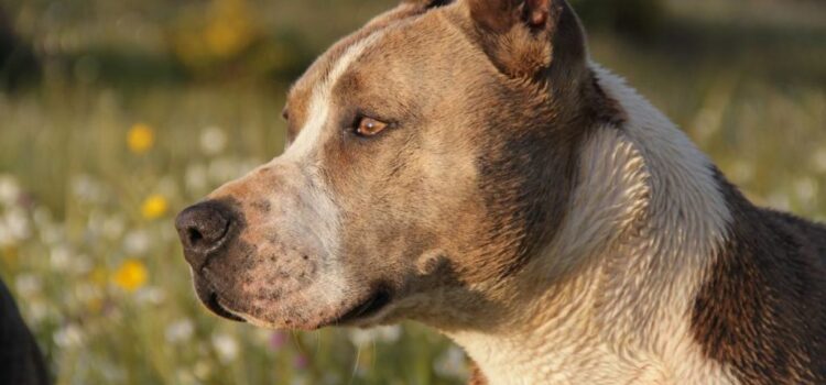 ¡No más cortar orejas y cola a mascotas! Prohíben mutilaciones animales en Tamaulipas