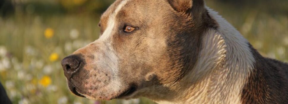 ¡No más cortar orejas y cola a mascotas! Prohíben mutilaciones animales en Tamaulipas