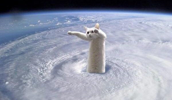 Muere a los 18 años, “el gato largo” de los memes
