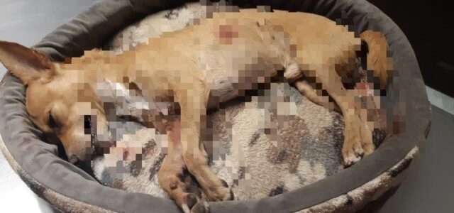 Se registra en Mérida ataques de perros de raza pitbull