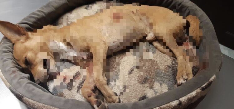 Se registra en Mérida ataques de perros de raza pitbull