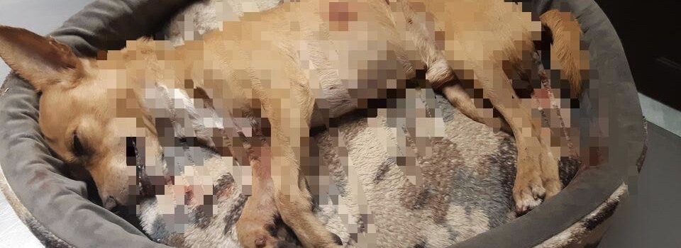 Se registra en Mérida ataques de perros de raza pitbull