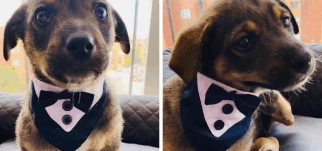 Perrito es plantado en su día de adopción