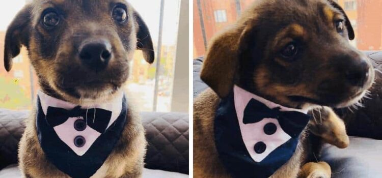 Perrito es plantado en su día de adopción