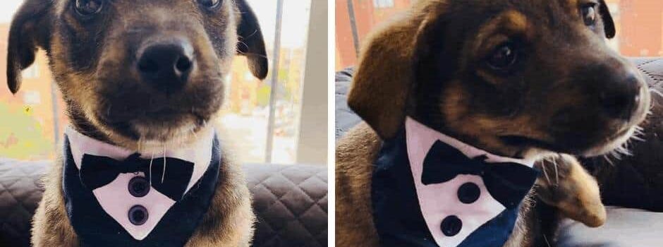 Perrito es plantado en su día de adopción